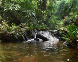 The reserve is full of natural beauty including fifty springs like origins of the Cavally,  Sassandra, and Cestos rivers with a cool atmosphere and fo